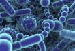 Come rafforzare il Microbiota per prevenire le malattie?